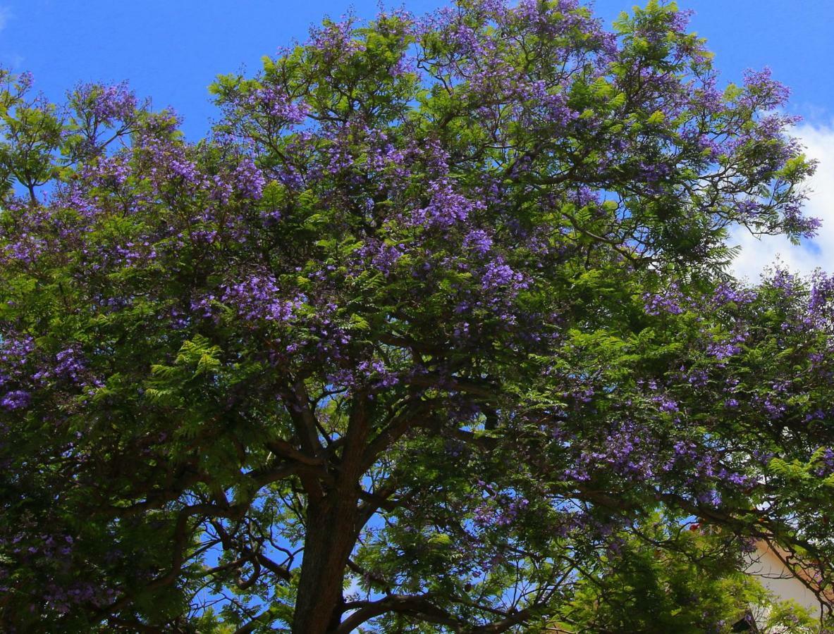 Quinta Araucaria Funchal Apartman Funchal  Kültér fotó